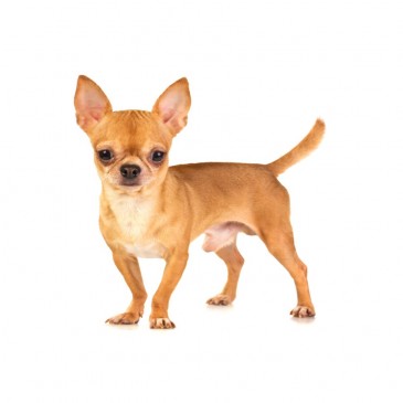 Chihuahua (à poil court)