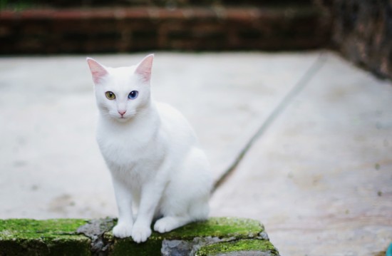 Khao Manee (Diamond eye cat)