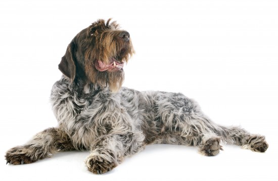 Wire Haired Pointing Griffon (Korthals)