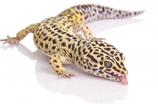 Geckos léopard