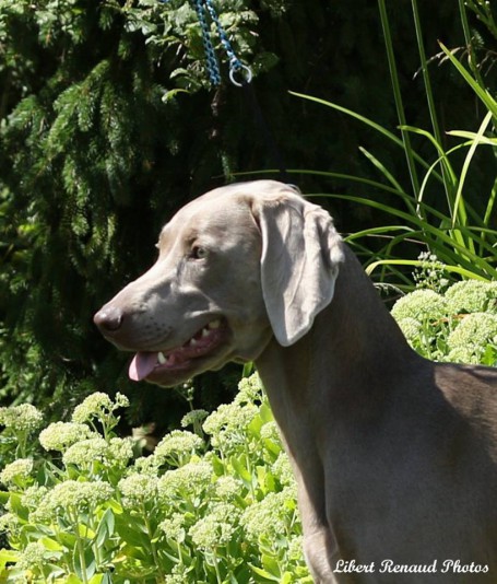 Weimaraner Cazaway Breeder