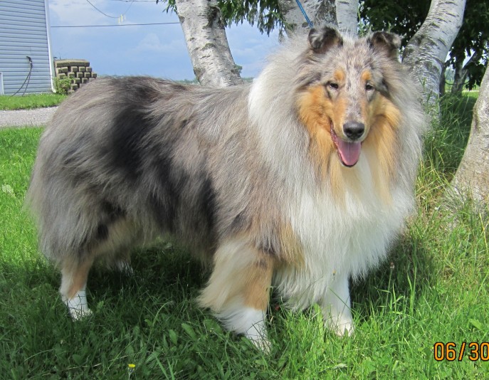 Rough Collie DeJade perm.enregistré