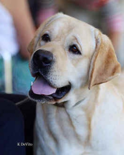 Élevage Chablais Retriever (Labrador)