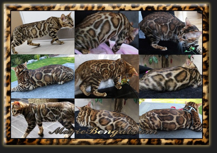 Marie Bengal Cattery