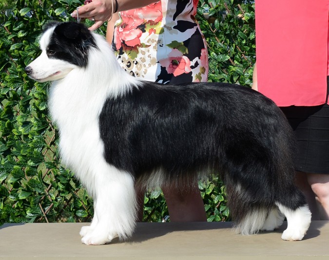 Breeder Border Collie Distingué