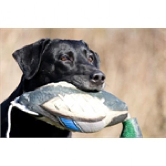 Labrador Retriever Chenil l'Aile Bleue Breeder