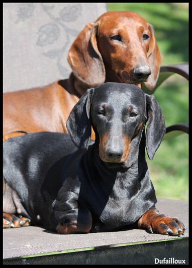 Dufailloux Teckels Standard Smooth Dachshund Breeder