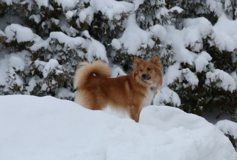 Icelandic Sheppdog Orléans Breeder