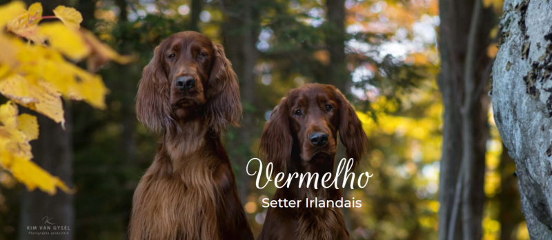 Vermelho - Irish Setter Breeder