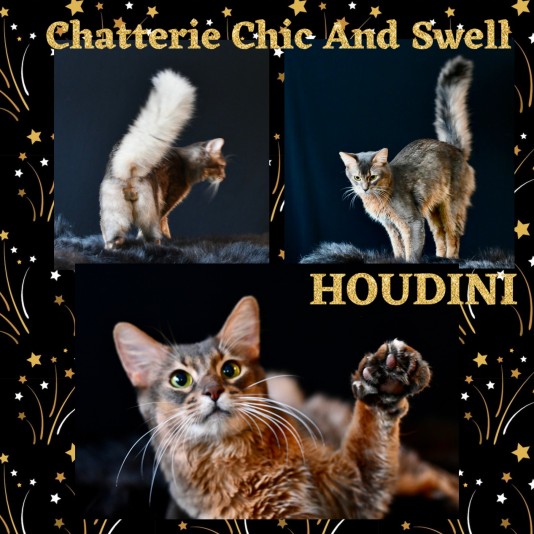 Chic and Swell Cattery