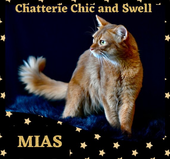 Chic and Swell Cattery