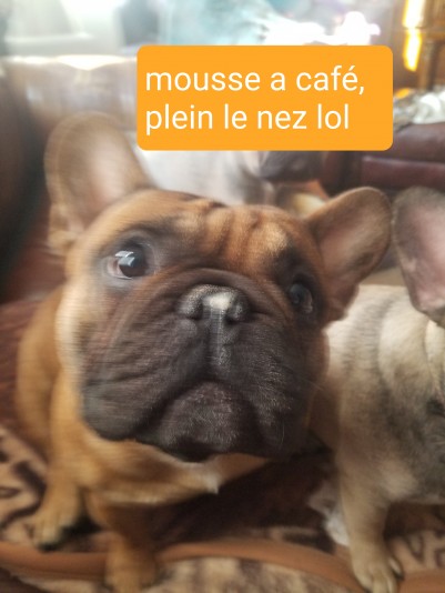 Le palais du frenchies bully Breeders