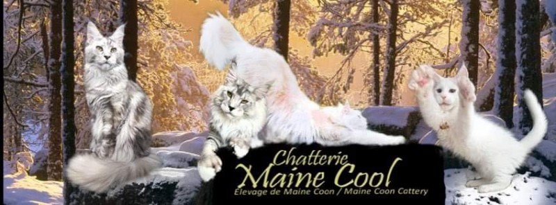 Cattery Maine Cool