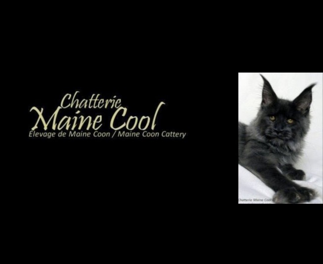 Cattery Maine Cool