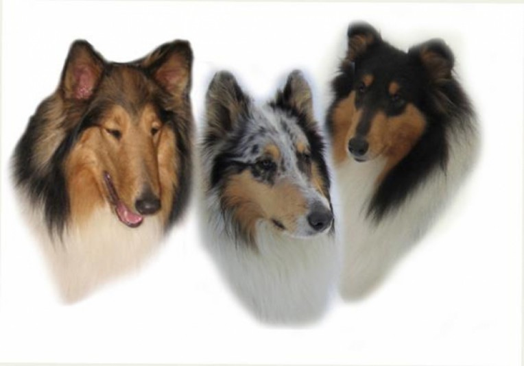 Rough Collie les Colleys de Chambourg Breeder