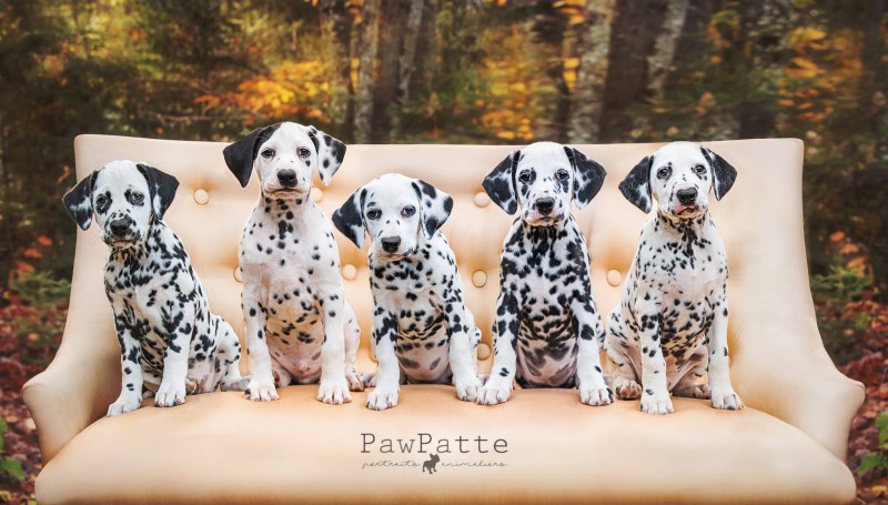 DotsOn Dalmatian Breeder