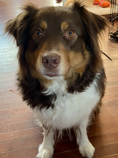 Australian Shepherd TazDar Aussie Breeder