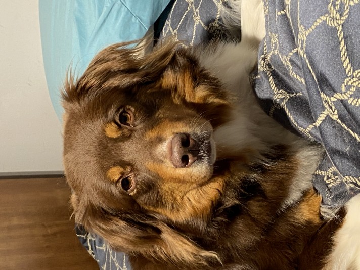 Australian Shepherd TazDar Aussie Breeder