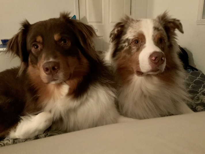 Australian Shepherd TazDar Aussie Breeder