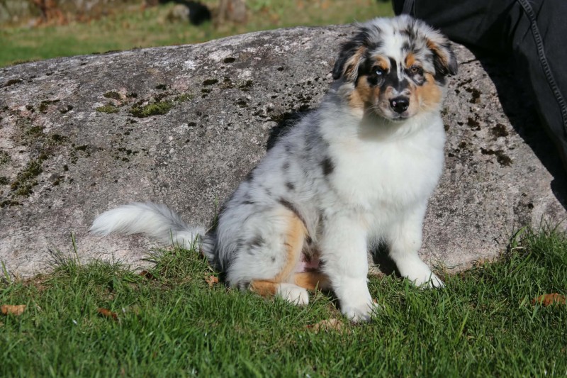 Australian Shepherd TazDar Aussie Breeder