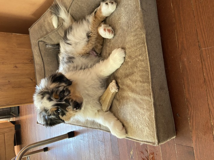 Australian Shepherd TazDar Aussie Breeder