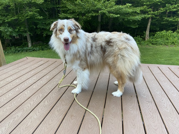 Australian Shepherd TazDar Aussie Breeder
