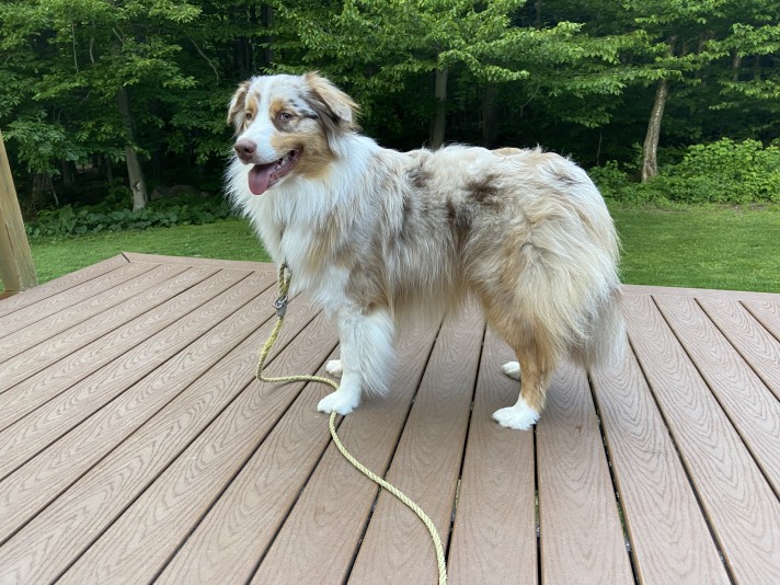 Australian Shepherd TazDar Aussie Breeder