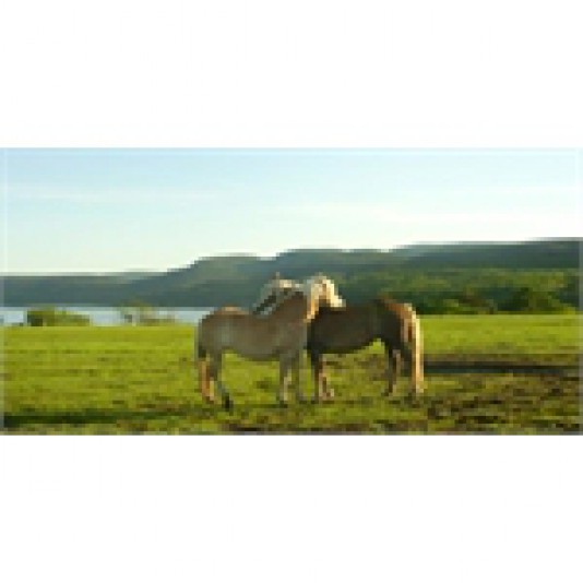 Haflinger du Fjord Stable