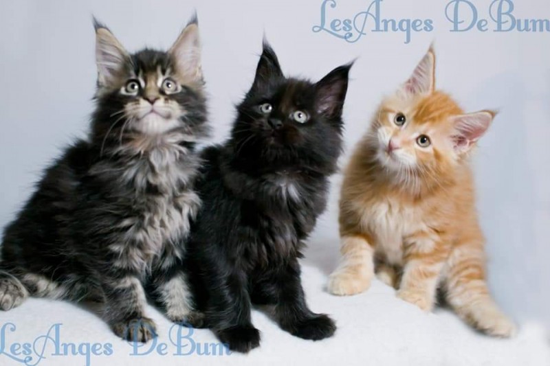 Maine Coon Les anges DeBum Cattery