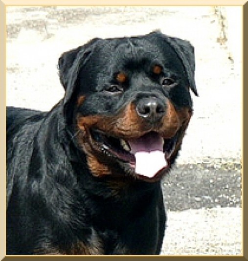 Rottweiler Les Rotts de la Baronnie Breeder