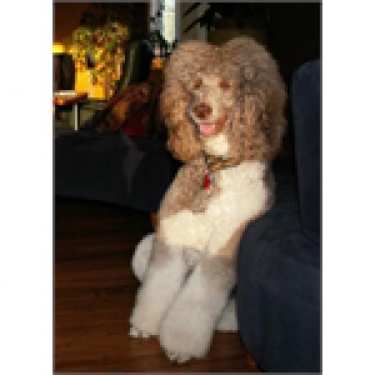 Standard Poodle (Royal) Tête à Queue Breeder