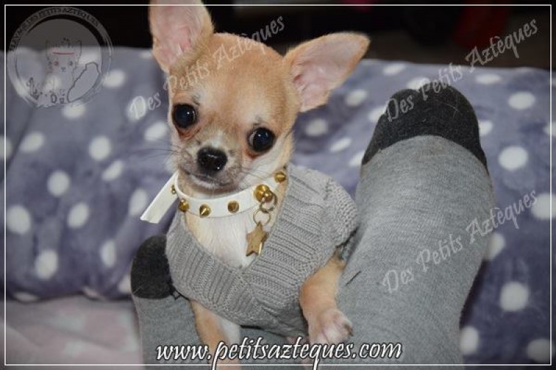 Chihuahua Petits Azteques Breeder