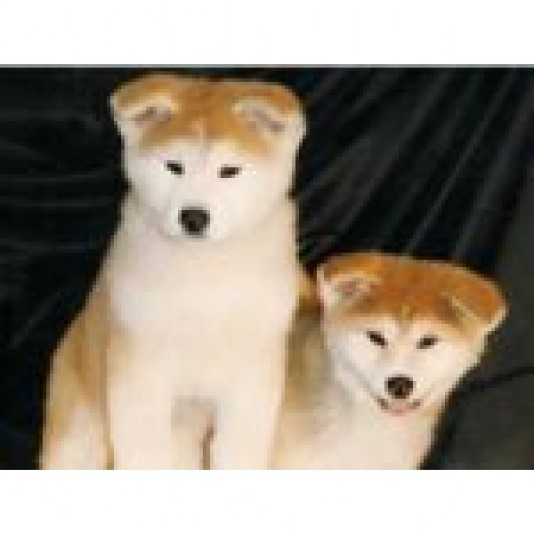 Akita-Inu Akitapassion Breeder