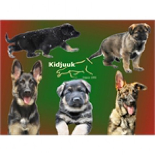 Kidjuuk German Shepherd Breeder