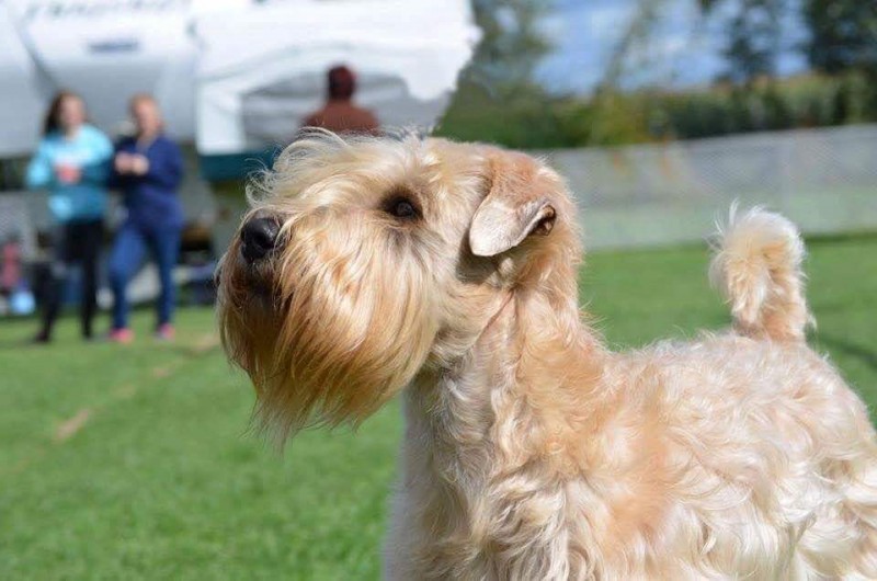 Irish Soft Coated Wheaten Terrier Forget Breeder