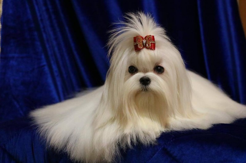 Perleblanche Perm. Reg'd. - Maltese Breeder