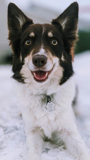 Élevage pattes loyales Breeder -Border Collie