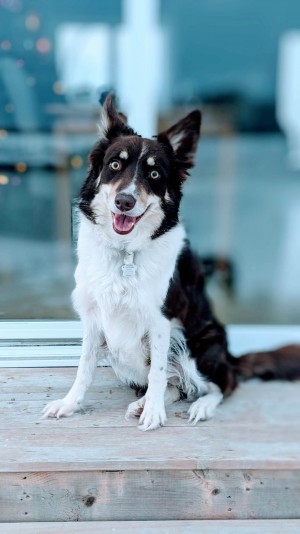 Élevage pattes loyales Breeder -Border Collie