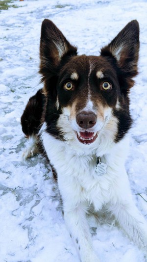 Élevage pattes loyales Breeder -Border Collie