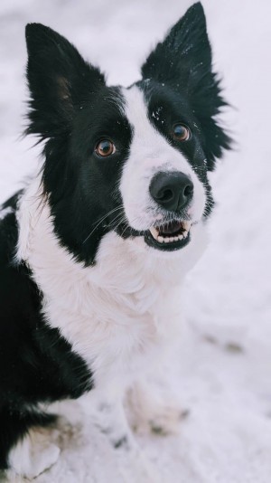 Élevage pattes loyales Breeder -Border Collie