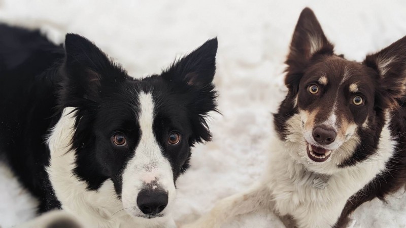 Élevage pattes loyales Breeder -Border Collie