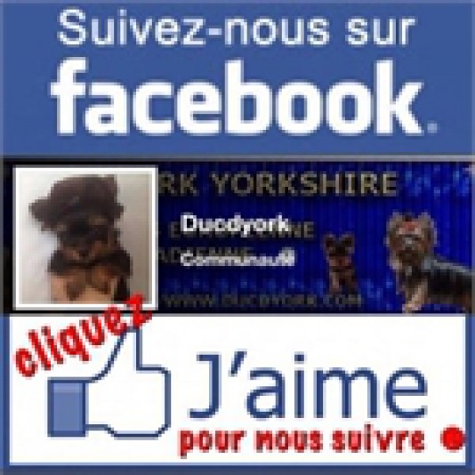 Élevage Terrier du Yorkshire Ducdyork