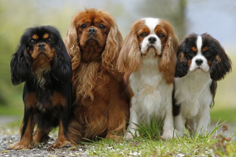 Manaelle Épagneul Cavalier King Charles Breeder