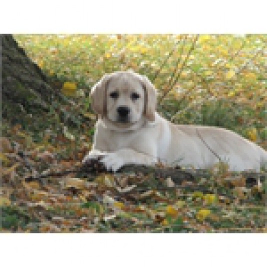 Labrador Retreiver Marynn Breeder