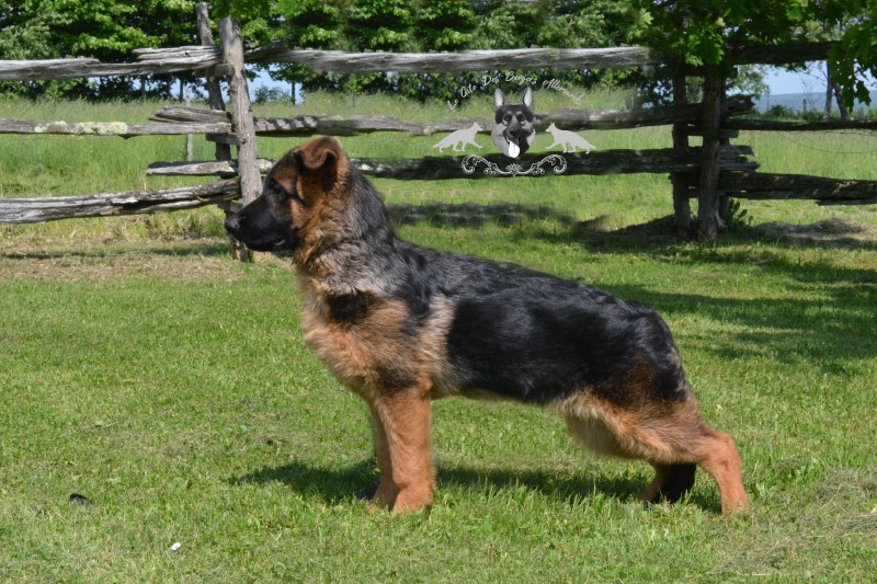 German Shepherd Le Gite Breeder