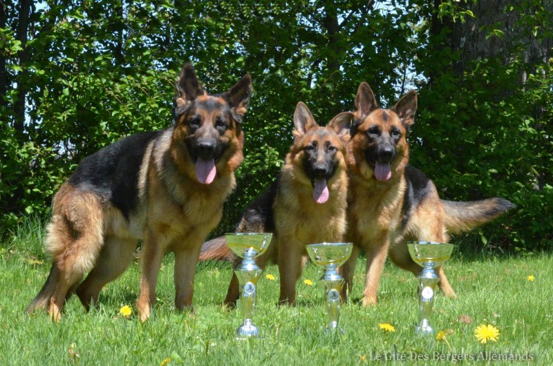 German Shepherd Le Gite Breeder