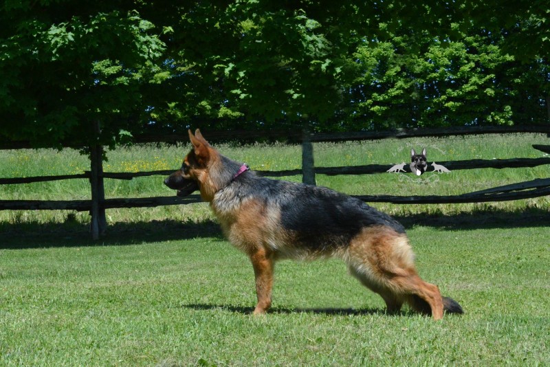 German Shepherd Le Gite Breeder