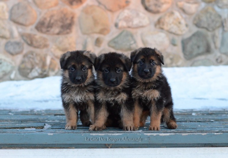 German Shepherd Le Gite Breeder