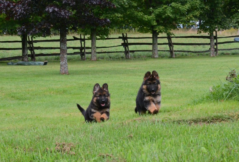 German Shepherd Le Gite Breeder