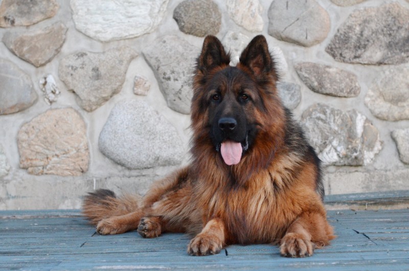 German Shepherd Le Gite Breeder